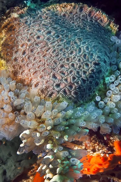 Fondo Del Mar Mosaico Coral Rocoso Rodeado Esponjas Ascidios Con Fotos de stock