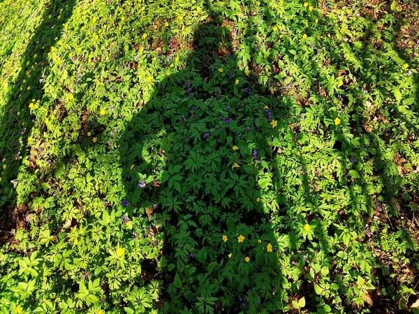 Baharın başlarında, güneşli bir günde fotoğrafçının gölgesi oyulmuş yapraklar ve küçük çiçeklerden oluşan halıda görünür..