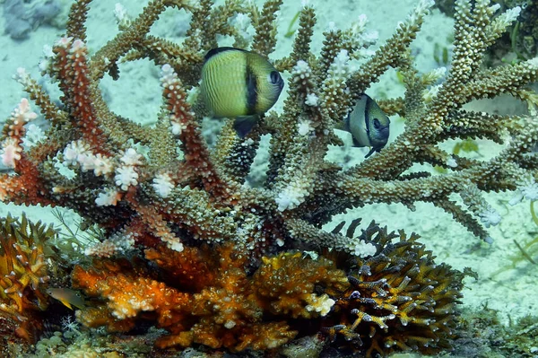 Cuerno Ciervo Coral Duro Acropora Fondo Del Mar Refugio Para Imágenes de stock libres de derechos