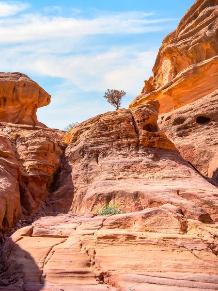 Ensamt Träd Växer Genom Röda Sandstenarna Och Stenarna Det Öde — Stockfoto