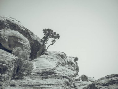 Ürdün 'ün kayalık çölünde bir kayanın üzerinde büyüyen izole edilmiş çıplak bir ağacın olduğu klasik monokrom resmi..