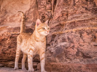 Petra, Ürdün 'de kızıl kum kaya duvarına karşı sevimli kızıl kedi.