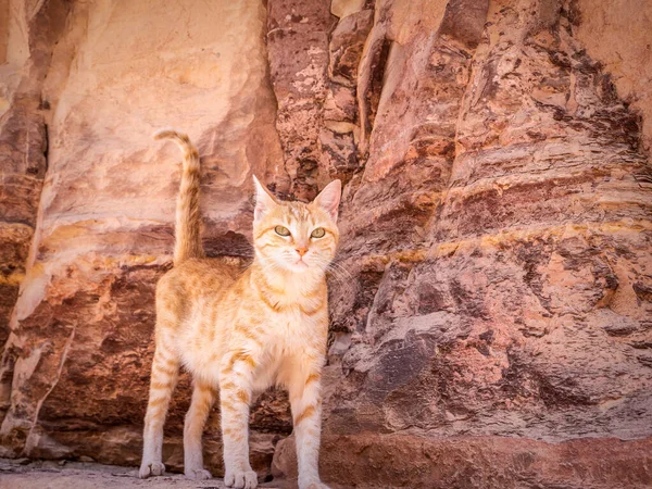 Gato Gengibre Bonito Contra Uma Parede Pedra Areia Vermelha Petra — Fotografia de Stock