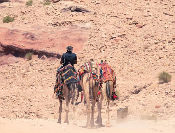 Guida Beduina Locale Cavallo Cammello Nel Deserto Petra Giordania Vista — Foto Stock