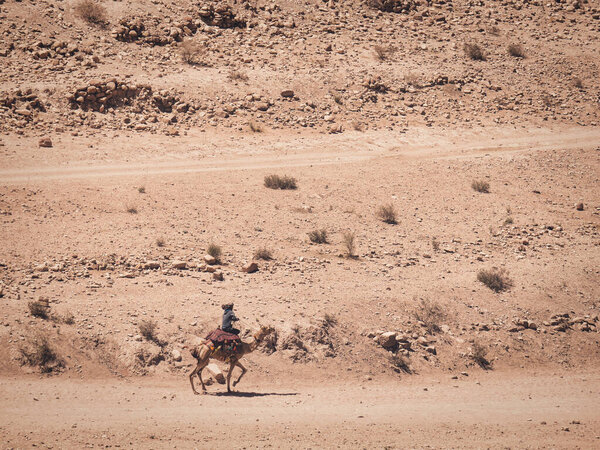 Local bedouin guide riding a camel in the desert of Petra, Jordan.