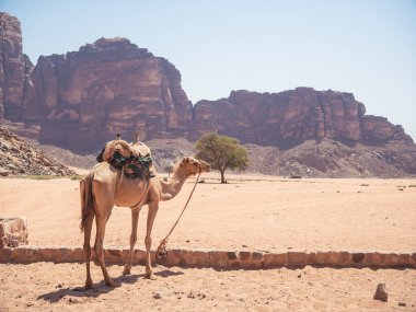 Wadi Rum kırmızı kayalık çölünde Lawrence Spring yakınlarında duran deve..