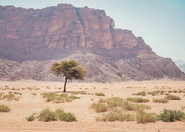 요르단 사막에서 로렌스 근처에서 — 스톡 사진