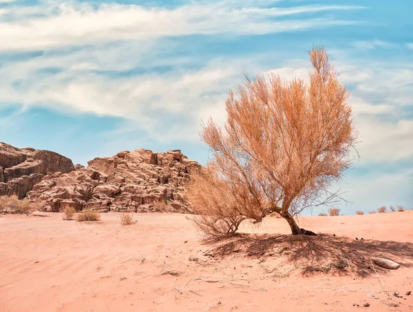 요르단에 바위투성이 사막에서 바라본 가운데서 하늘을 배경으로 외로운 나무가 자라는 — 스톡 사진