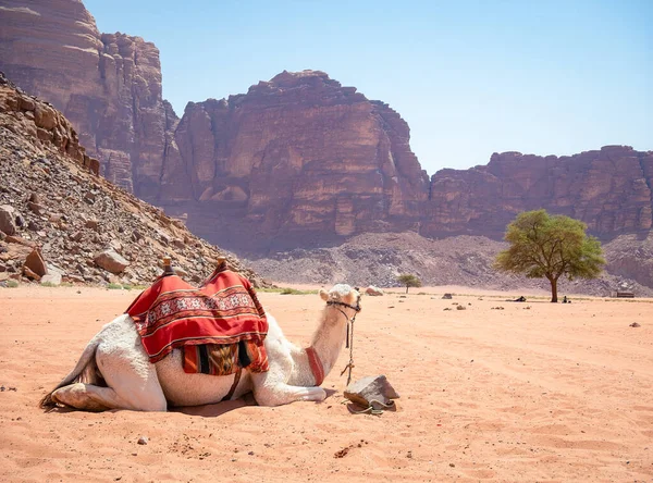 Velbloud Odpočívající Poblíž Lawrence Spring Wadi Rum Červené Skalnaté Poušti — Stock fotografie