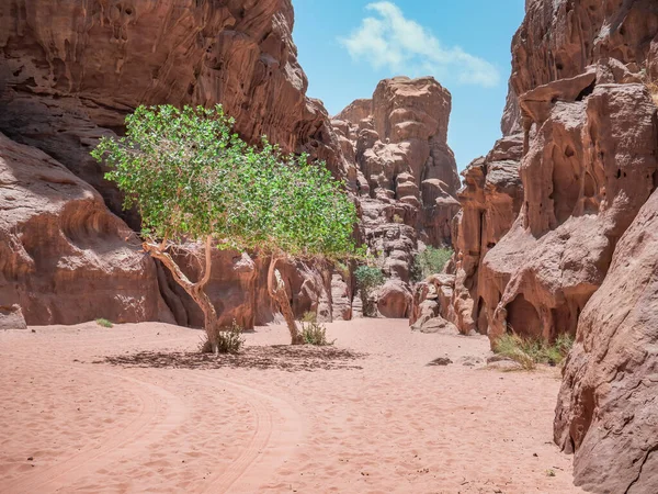 요르단 레드락 사막의 아부하 사막에 — 스톡 사진