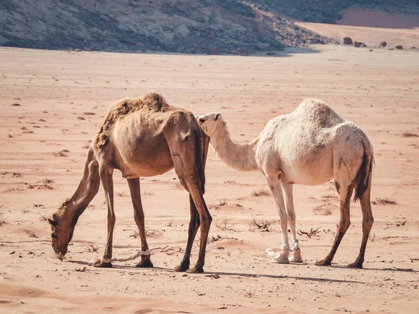 Camelos Pastando Deserto Wadi Rum Jordânia — Fotografia de Stock