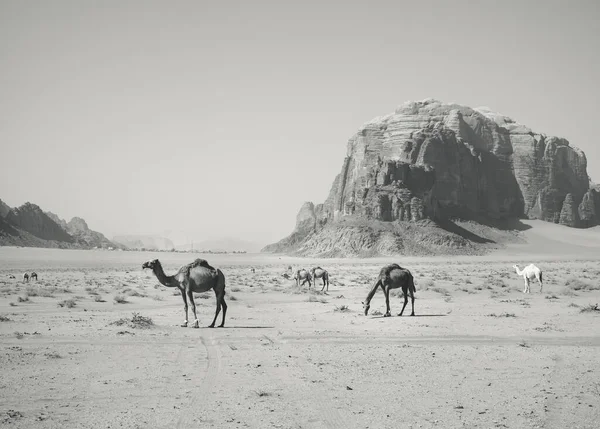 Camelos Pastando Deserto Wadi Rum Jordânia Fotografia Preto Branco — Fotografia de Stock