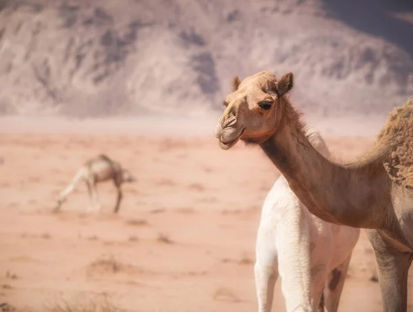 Retrato Camelo Deserto Vermelho Rochoso Wadi Rum Jordânia — Fotografia de Stock