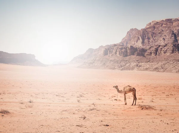 Cammello Nel Deserto Roccioso Rosso Wadi Rum Giordania — Foto Stock