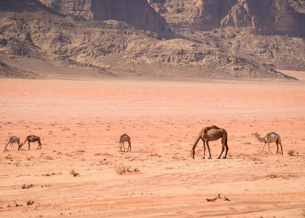 Cammelli Pascolo Nel Deserto Wadi Rum Giordania — Foto Stock