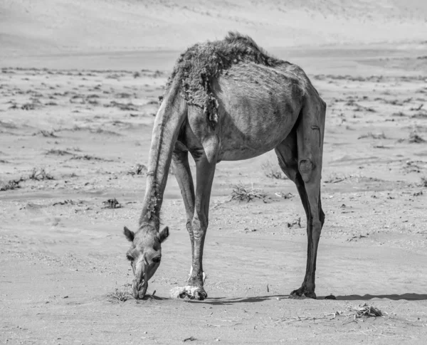 Camelo Pastando Deserto Wadi Rum Jordânia — Fotografia de Stock