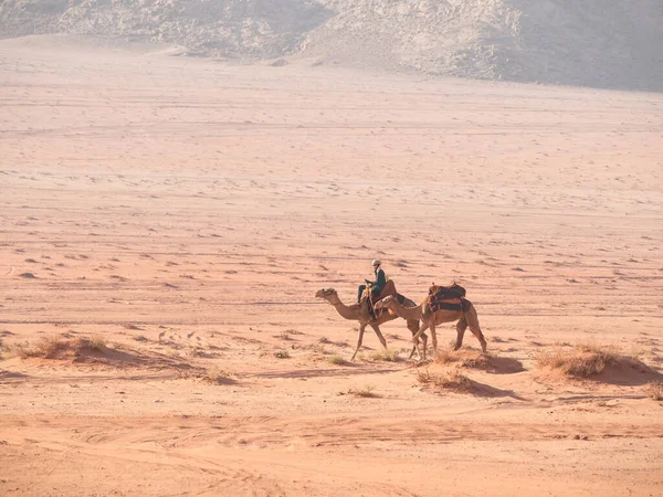 Homem Beduíno Árabe Montando Camelo Deserto Wadi Rum Jordânia — Fotografia de Stock