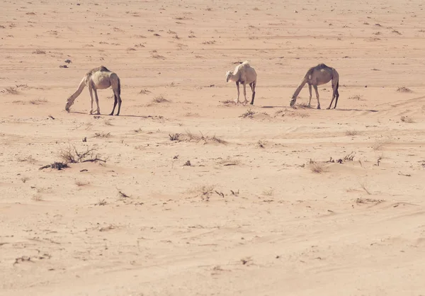 Καμήλες Βόσκησης Στην Έρημο Wadi Rum Ιορδανία — Φωτογραφία Αρχείου