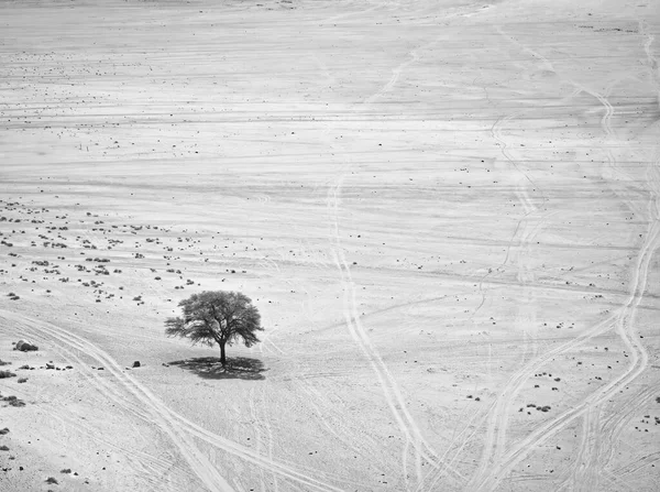 约旦Wadi Rum红岩沙漠中的一棵孤独的树的劳伦斯泉视图 — 图库照片