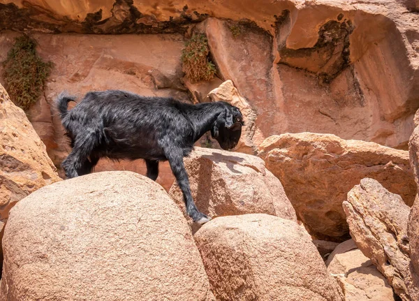 Ürdün Wadi Rum Kayalık Çölünde Küçük Bir Kara Keçi — Stok fotoğraf