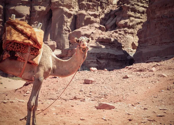 Cammello Che Guarda Telecamera Nel Deserto Roccioso Rosso Wadi Rum — Foto Stock