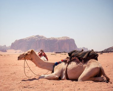 Lawrence Spring 'in kırmızı kayalık çölde yalnız bir ağacın manzarası, Wadi Rum, Ürdün.