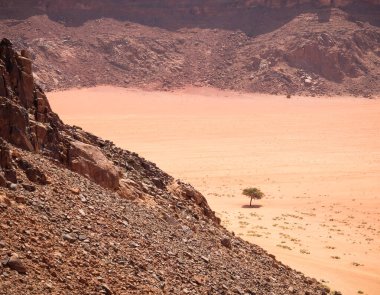 Lawrence Spring 'in kırmızı kayalık çölde yalnız bir ağacın manzarası, Wadi Rum, Ürdün.
