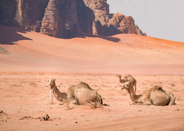 Dois Camelos Descansando Areia Vermelha Quente Deserto Wadi Rum Jordânia — Fotografia de Stock
