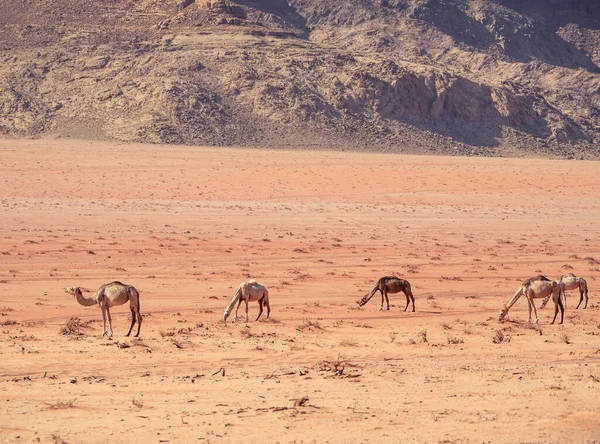 Wielbłądy Wypasane Pustyni Wadi Rum Jordania — Zdjęcie stockowe