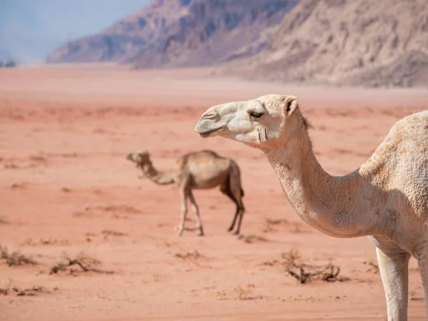 Retrato Camelo Deserto Vermelho Rochoso Wadi Rum Jordânia — Fotografia de Stock