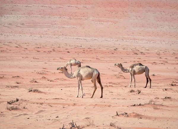 Camellos Pastando Desierto Del Ron Wadi Jordania — Foto de Stock