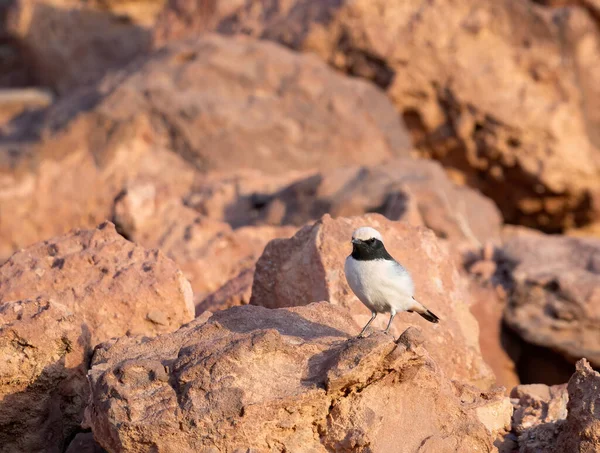 White Coroado Wheatear Pequeno Pássaro Deserto Pedregoso Wadi Rum Jordânia — Fotografia de Stock