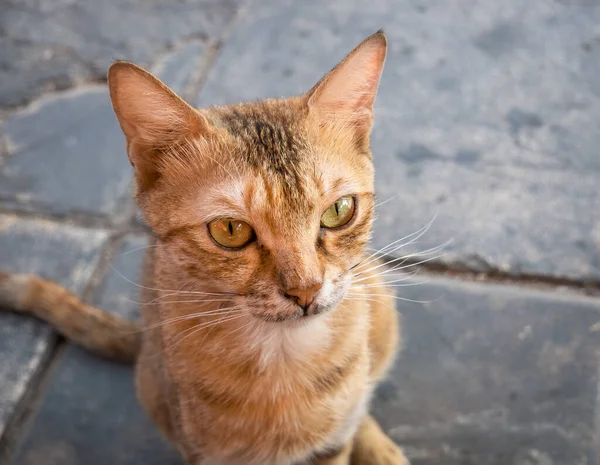 Close Retrato Com Gato Gengibre Bonito — Fotografia de Stock
