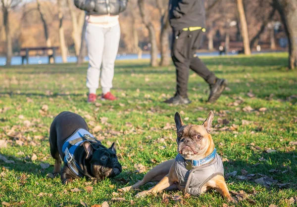 Two French Bulldogs Playing Green Grass Park — Foto Stock