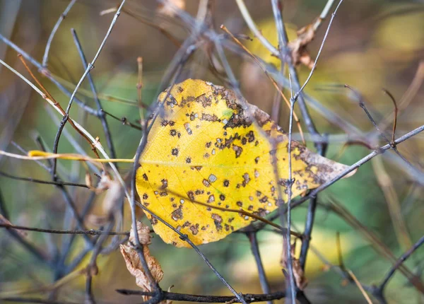 Nce Dalların Arasına Sıkışan Tek Sarı Sonbahar Yaprağı — Stok fotoğraf