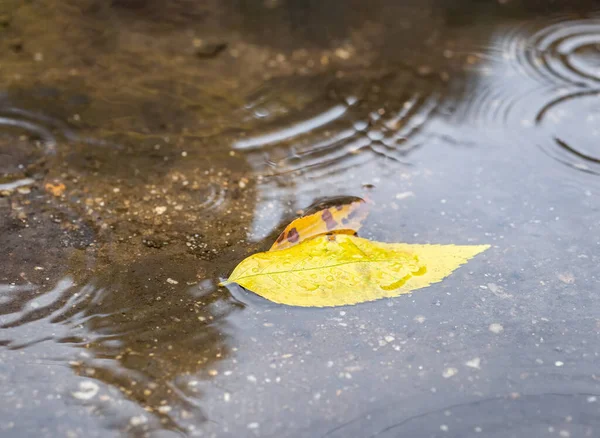 水の水たまりに黄色の秋の葉 水に雨のリップル — ストック写真