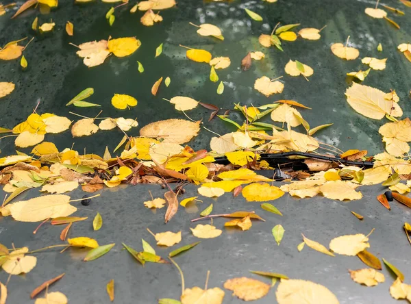 Sonbahar Sarısı Yapraklar Arabanın Camında — Stok fotoğraf