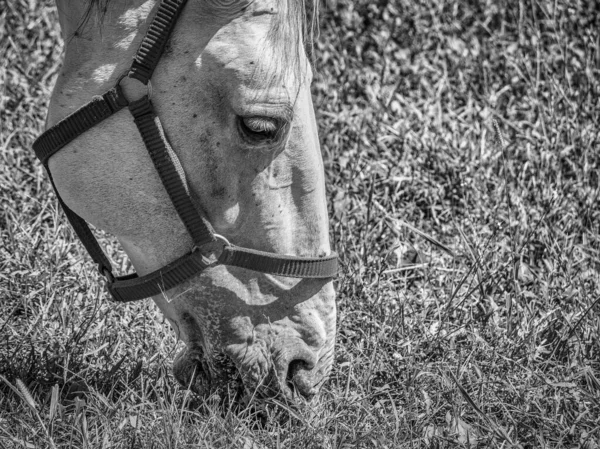 Hitam Dan Putih Detail Gambar Dengan Kepala Dari Penggembalaan Kuda — Stok Foto