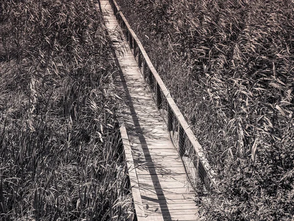 Imagen Minimalista Abstracta Largo Puente Madera Través Una Caña Alta —  Fotos de Stock