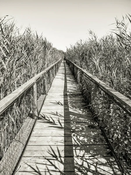 Зображення Абстрактного Мінімалізму Довгого Дерев Яного Мосту Через Високий Очерет — стокове фото