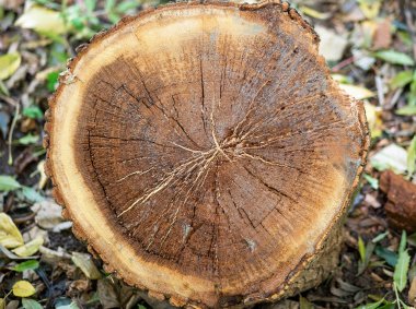 Ahşap doku arka planı. Kesik kütük ya da kütük ağacının eski halkaları