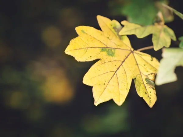 Ormanda Güzel Bir Sonbahar Sarı Yaprağı Arka Planda Bokeh Bulanık — Stok fotoğraf