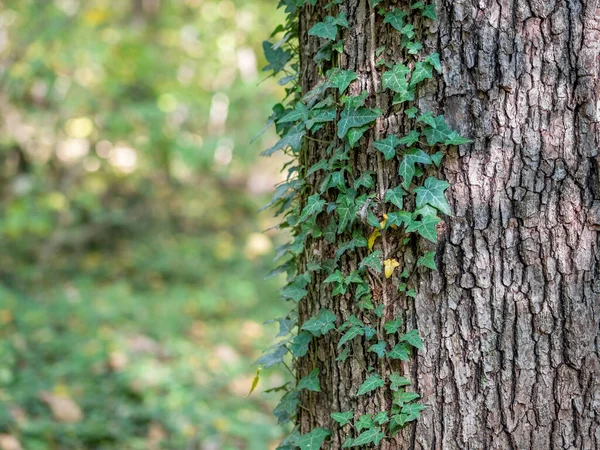 Зеленые Листья Плюща Коре Дерева Лесу — стоковое фото