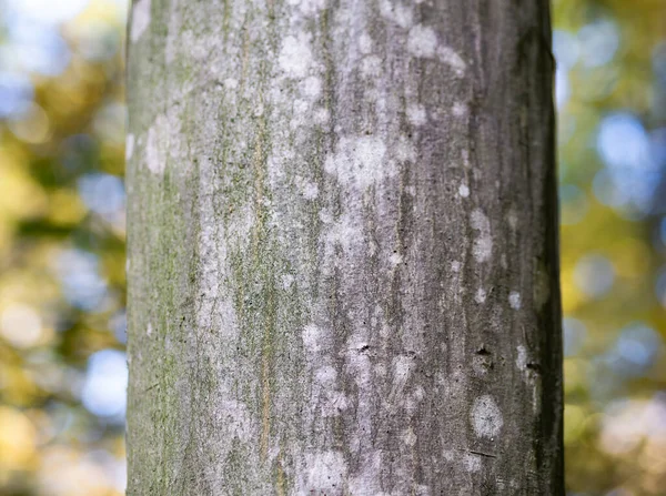 Detailaufnahme Mit Einem Baumstamm Wald Mit Farbigen Bokeh Lichtern Hintergrund — Stockfoto