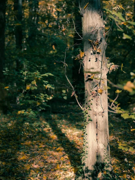 Wald Herbstlandschaft Mit Einem Baum Und Seinem Schatten Auf Dem — Stockfoto