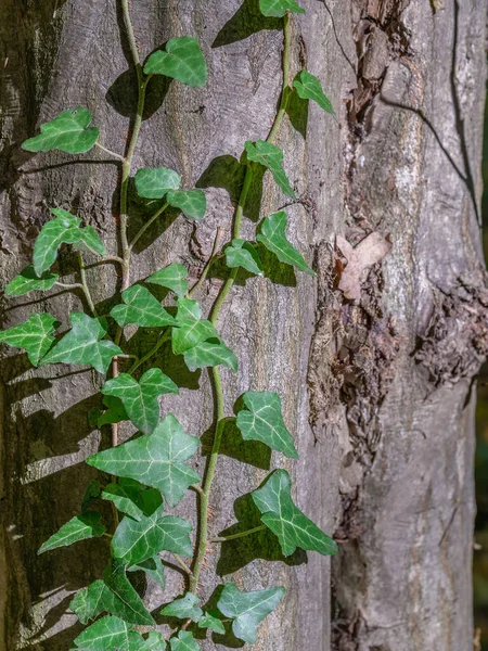 Πράσινα Φύλλα Κισσού Στο Φλοιό Του Δέντρου Στο Δάσος — Φωτογραφία Αρχείου