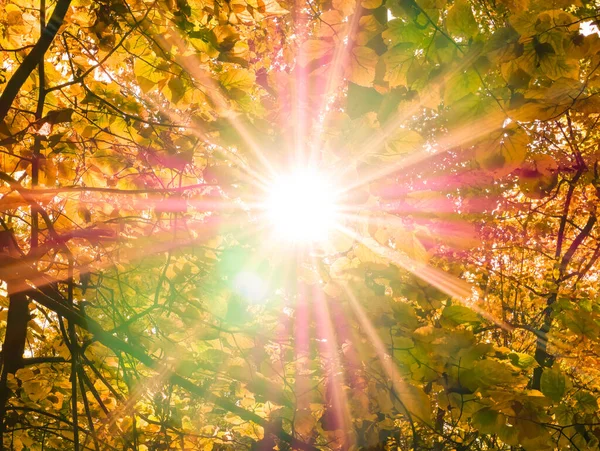 Ljus Solstjärna Skiner Genom Höstens Gula Löv Skogen — Stockfoto