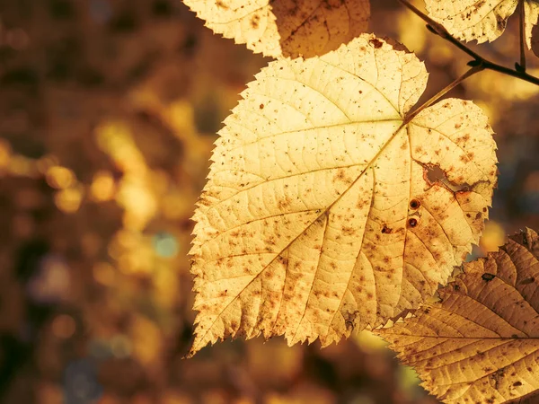 Ormanda Güzel Bir Sonbahar Sarı Yaprağı Arka Planda Bokeh Bulanık — Stok fotoğraf