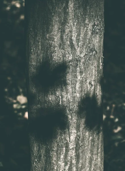 Närbild Detalj Med Trädstam Skogen Abstrakt Monokrom Fotografering — Stockfoto