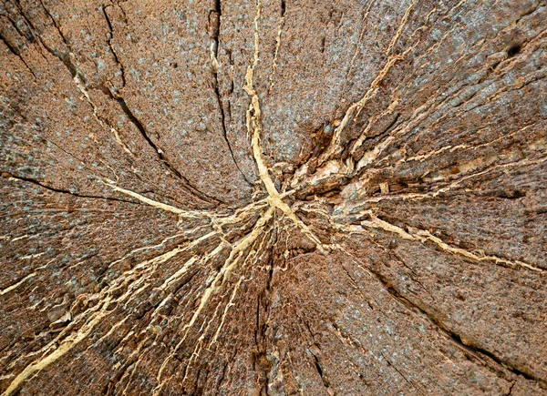 亀裂や年輪を持つカット木のセクションで詳細を閉じます 切り株の表面の質感の背景 — ストック写真
